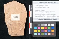 Foto (Objekt + Etikett) von Andromeda protogaea Unger (NHMW-GEO-2024-0188-8019)